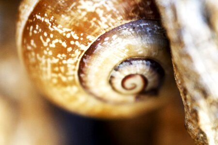 Snail shell animals