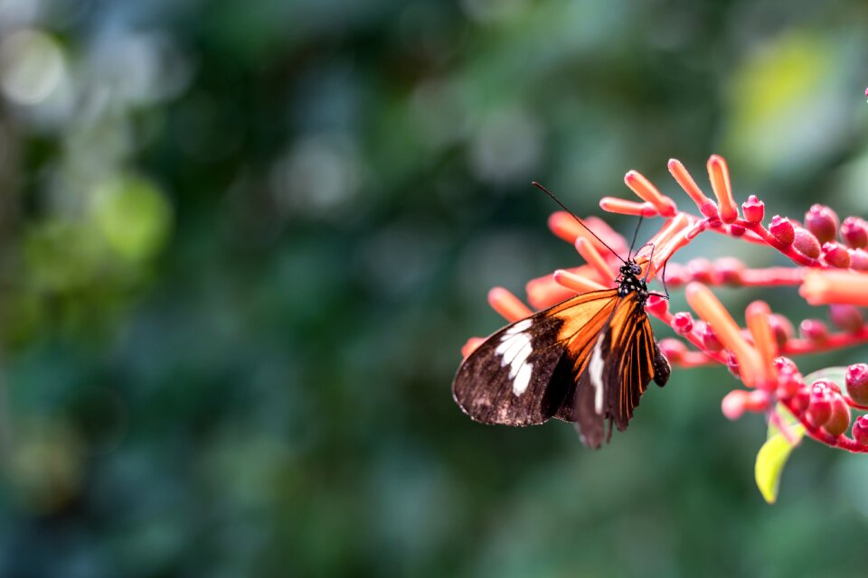 Flight insect plant animal world