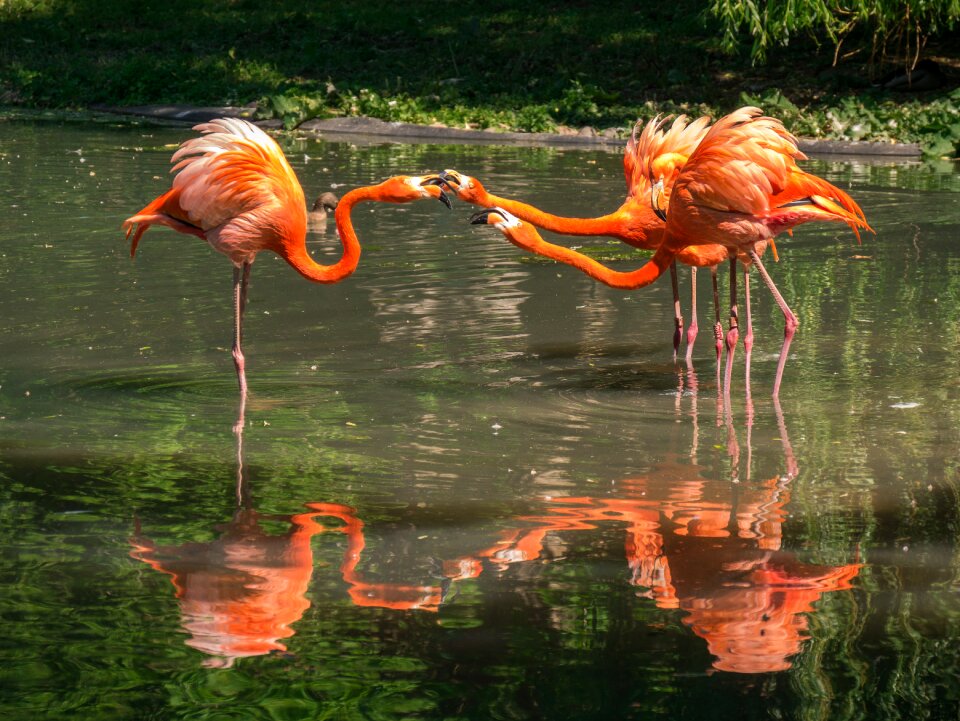 Animals mirroring zoo