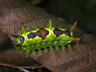 Color spiky wild