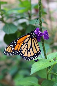 Insect leaf wildlife