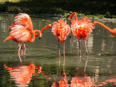 Animals mirroring zoo