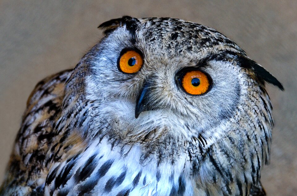 Owl eared owl nature