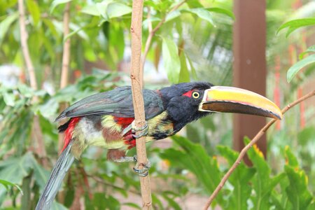 Beak wing toucan photo