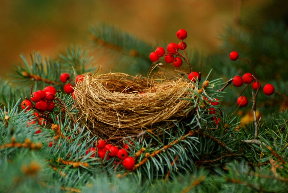 Evergreen spring beautiful