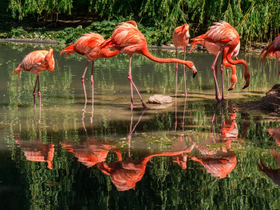 Animals mirroring zoo
