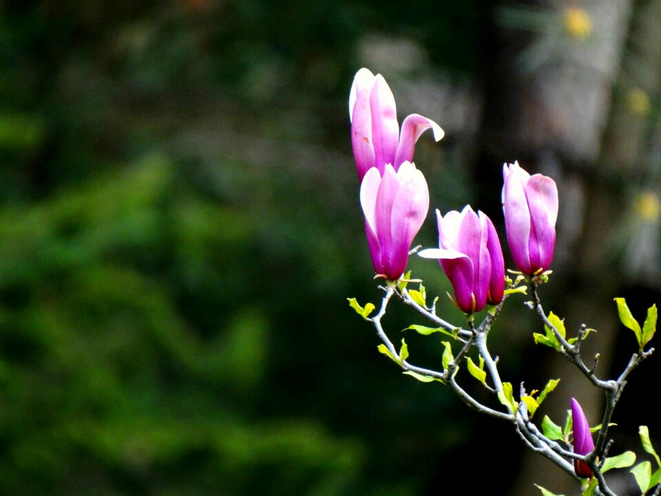Beauty magnolia plant
