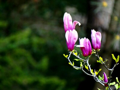 Beauty magnolia plant photo