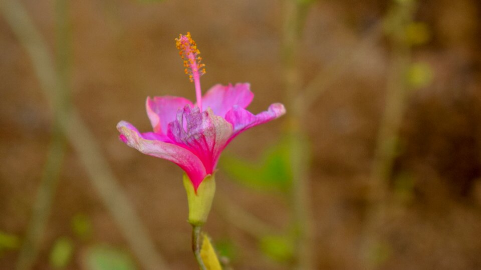 Plant petals bloom photo