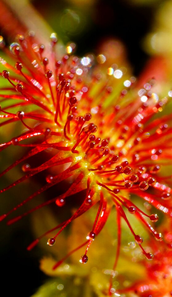 Fishing blades round-leaved sundew drosera rotundifolia