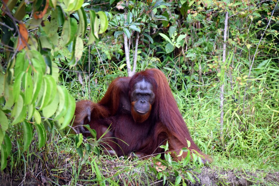 Indonesia nature tropical
