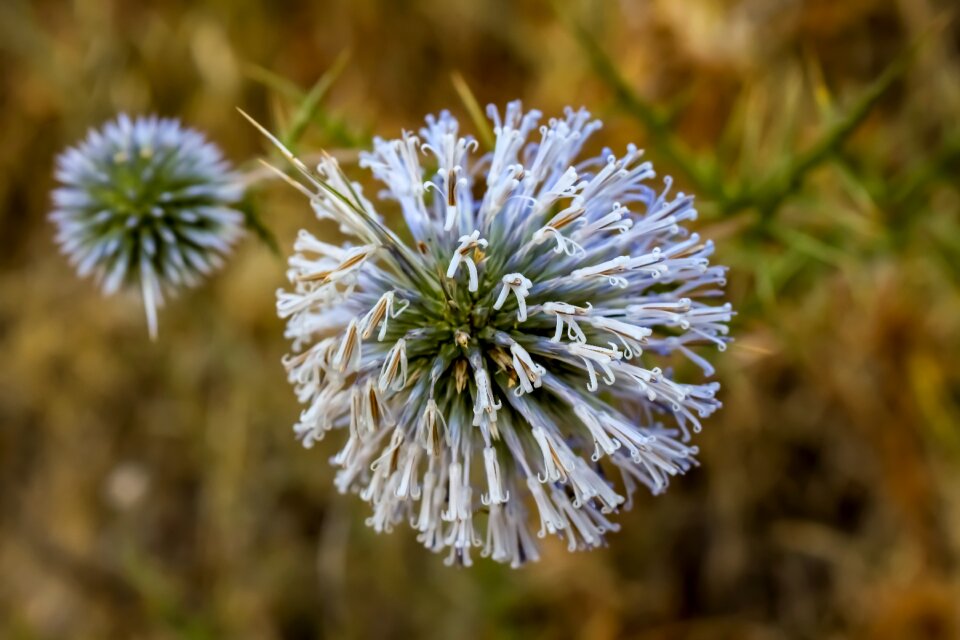 Plant summer nature