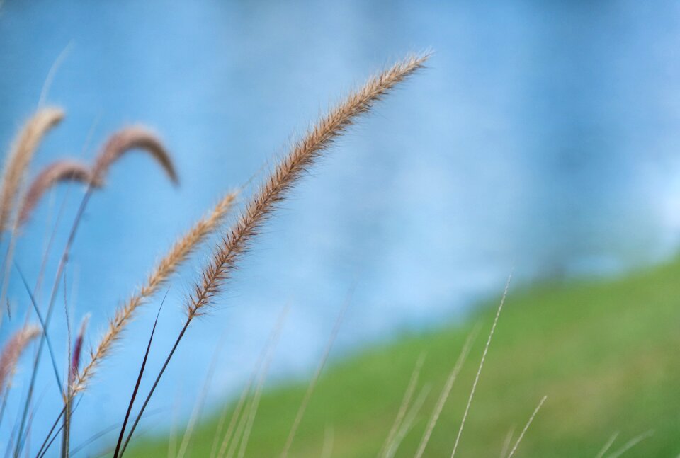 Nature water botanical photo