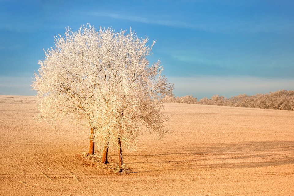 Iced hoarfrost mood photo