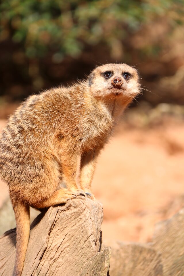 Zoo animal mammal