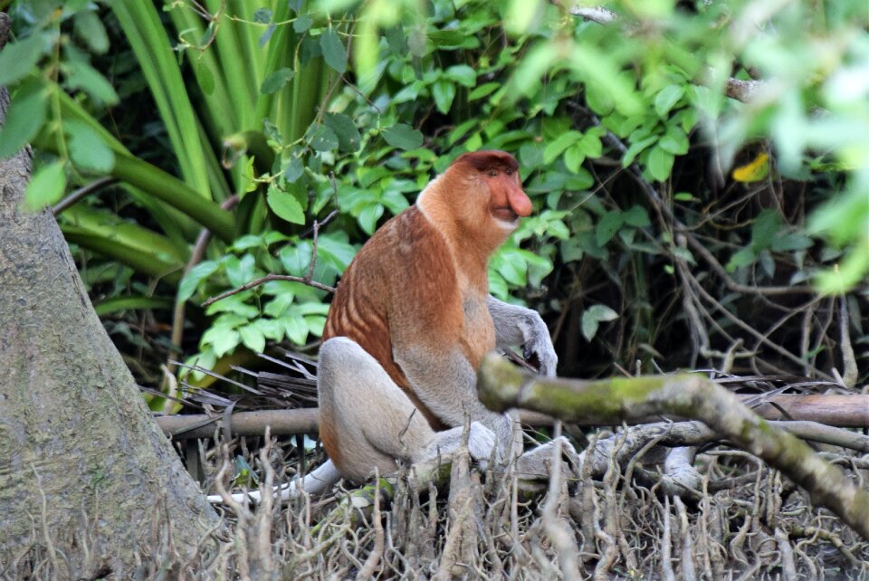 Proboscus animal world kalimantan