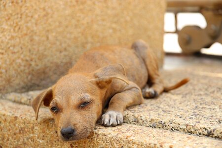 Animals pathetic puppy