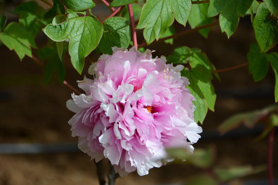 Peonies flowering garden
