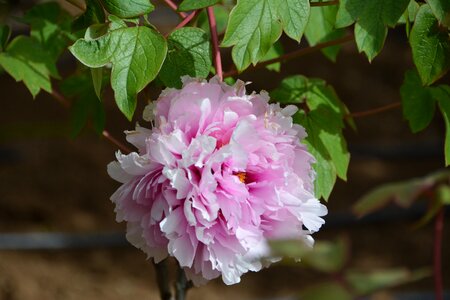 Peonies flowering garden photo