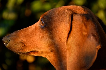 Portrait dachshund hound photo