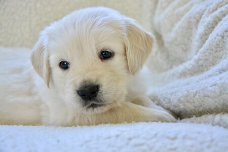 Golden retriever pup doggy photo