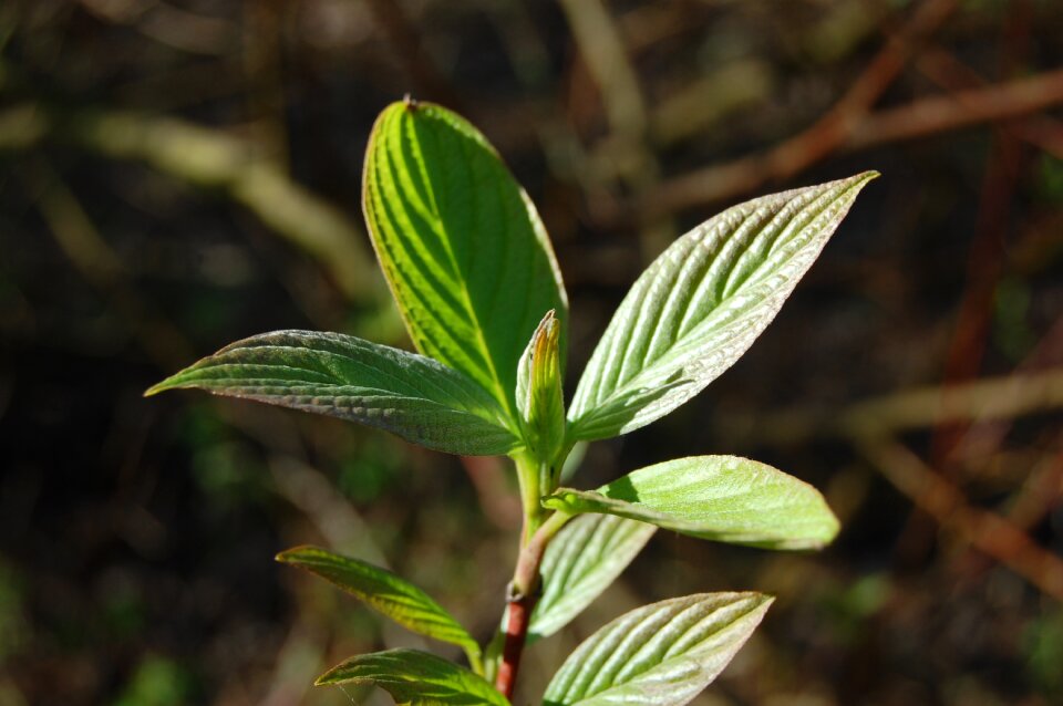 Spring green tree
