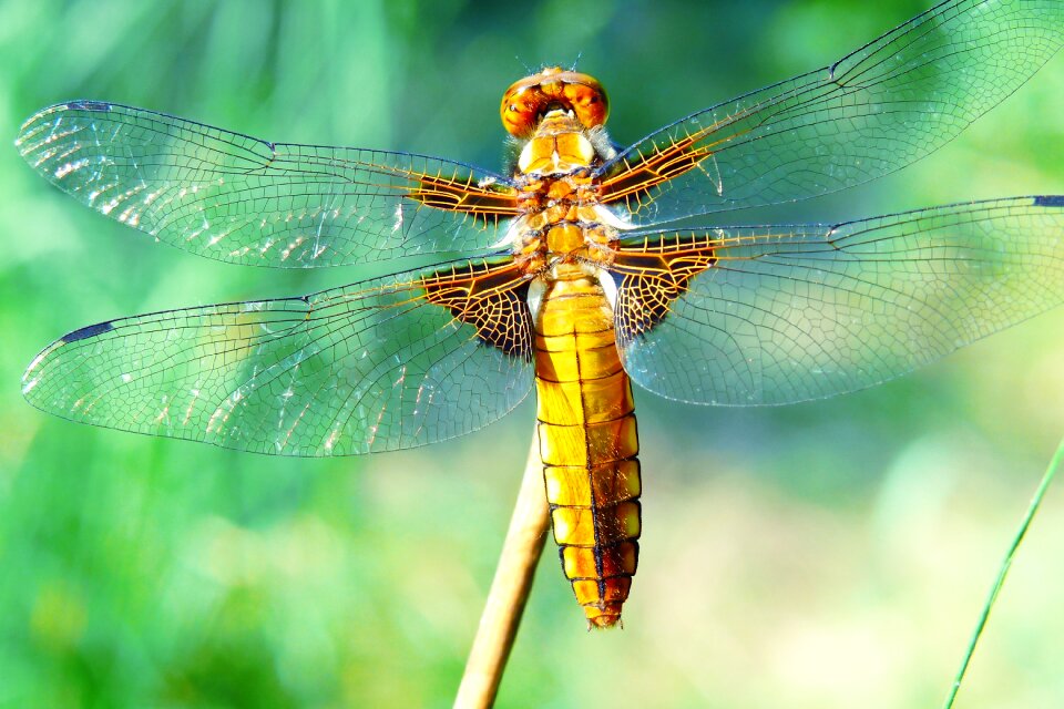 Insect nature at the court of