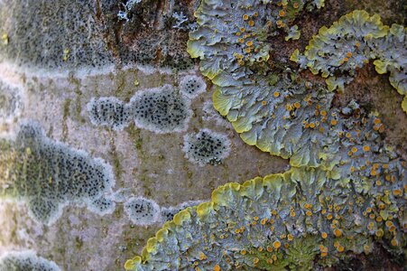 Trunk texture material