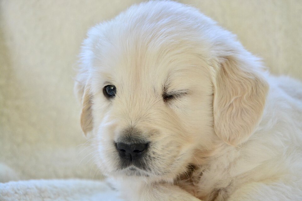 Pup canin dog golden retriever dog breed