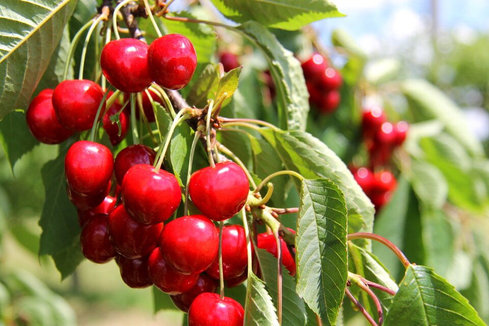Cherries cherry tree branch