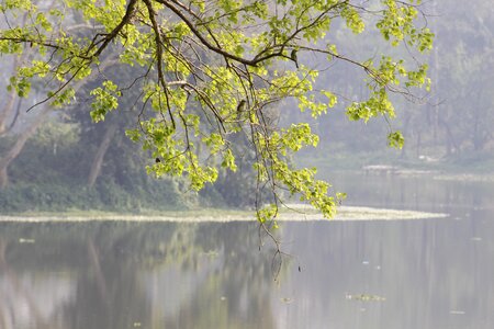 Water wood reflection photo