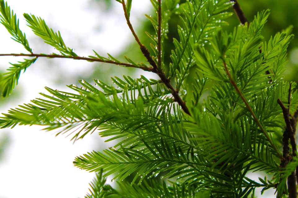 Rain branch green plants