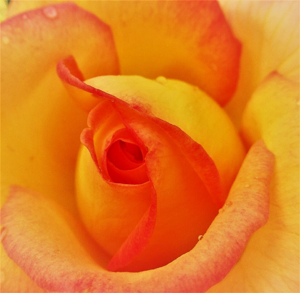 Flower rose yellow