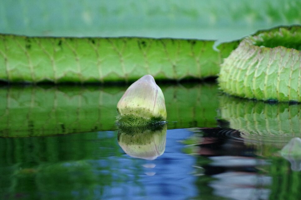 Plant flower bud