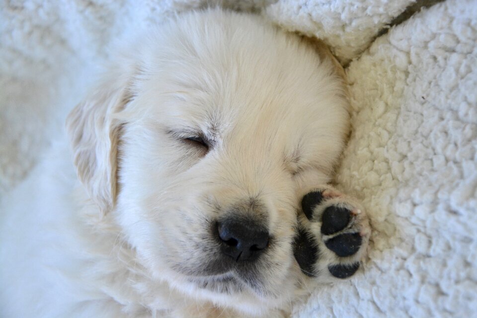 Black truffle pads are black canine
