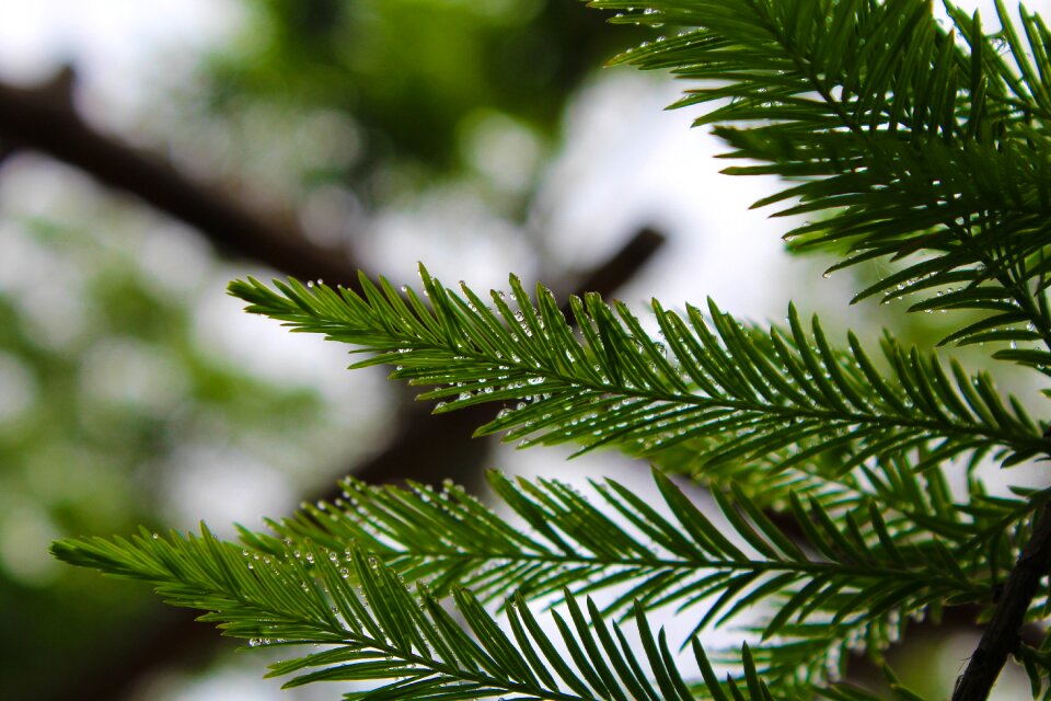 Rain branch green plants