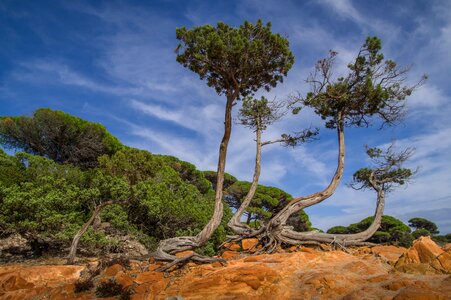 Rocks trunks coniferous