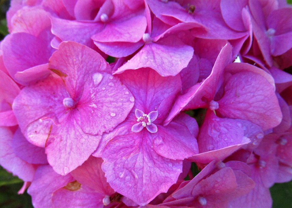 Flower hydrangea nature