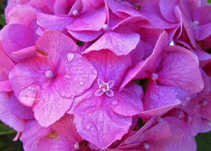 Flower hydrangea nature