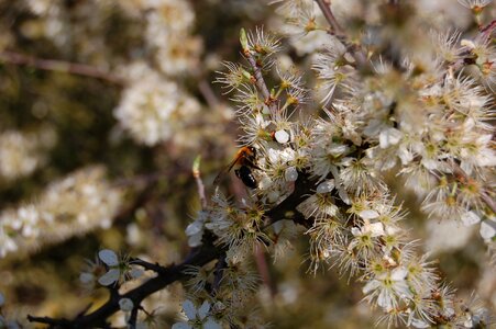 Spring summer bee
