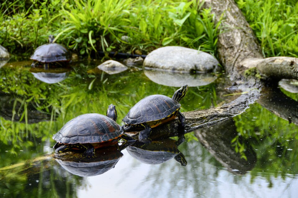 Tortoise shell sun relax photo