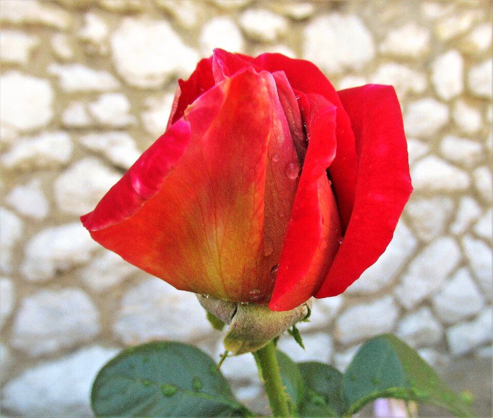 Flower rose nature
