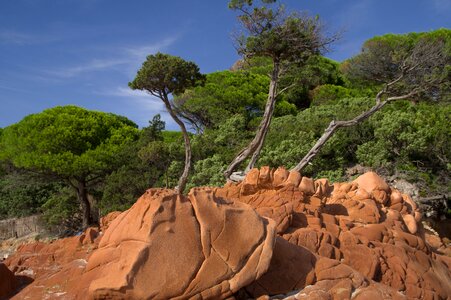 Rocks erosion coniferous