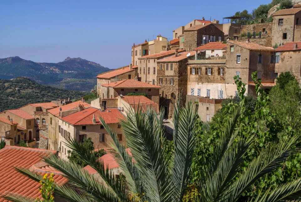 Village hills palm