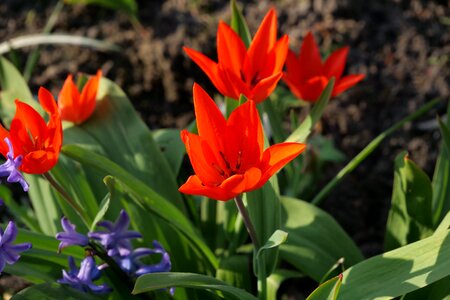 Garden spring flowers photo