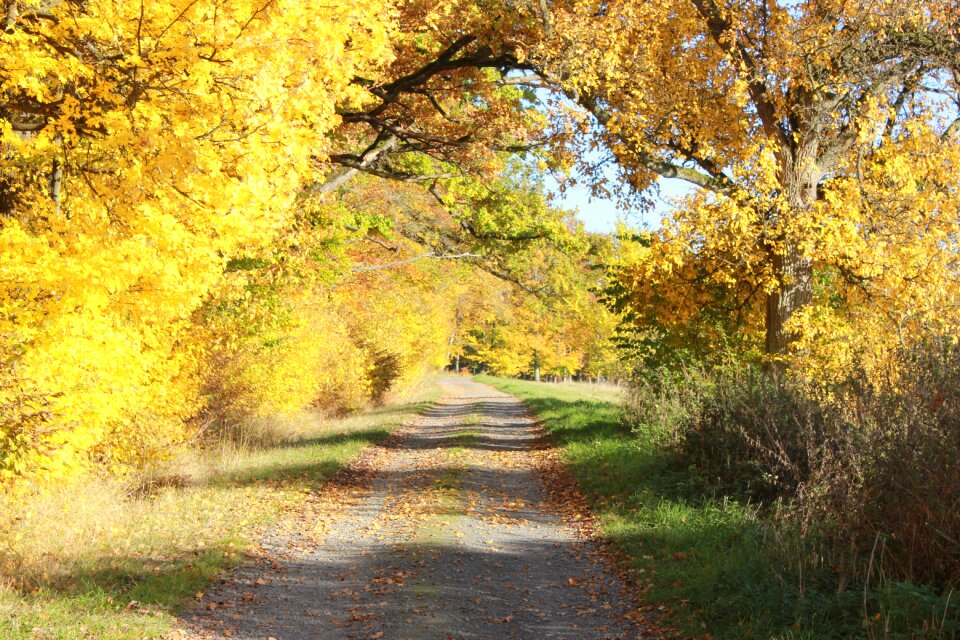 Forest yellow tree