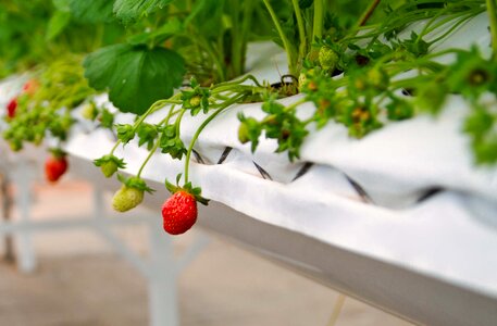 Strawberries greenhouses agriculture