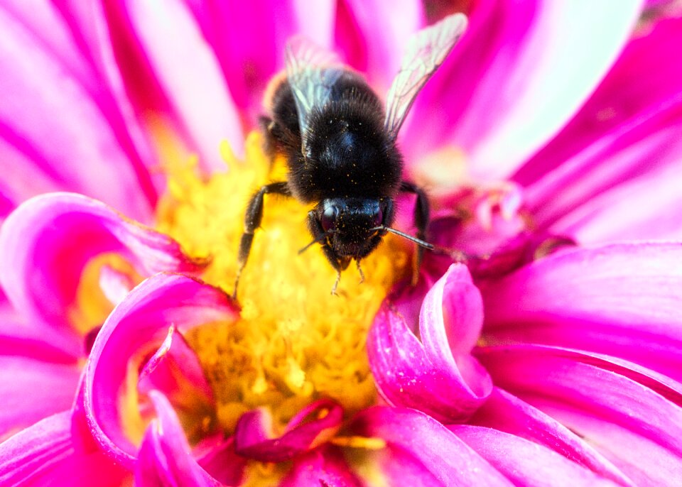 Dahlia insect close up photo