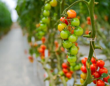 Greenhouses agriculture hydroponic