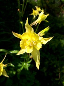 Flower yellow nature photo